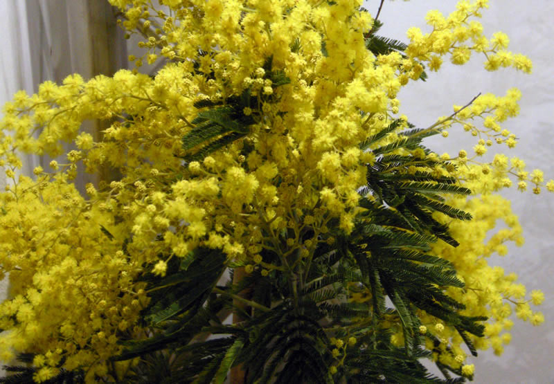 La mimosa ormai fiorisce già a febbraio e addirittura si coltiva in giardino e in vaso anche in Val Padana.
